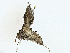  ( - BIOUG97787-A03)  @11 [ ] CreativeCommons - Attribution (2023) CBG Photography Group Centre for Biodiversity Genomics