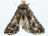  ( - BIOUG97787-A07)  @11 [ ] CreativeCommons - Attribution (2023) CBG Photography Group Centre for Biodiversity Genomics