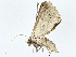  ( - BIOUG99478-F09)  @11 [ ] CreativeCommons - Attribution (2023) CBG Photography Group Centre for Biodiversity Genomics