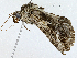  ( - CBG-A02879-H02)  @11 [ ] CreativeCommons - Attribution (2023) CBG Photography Group Centre for Biodiversity Genomics