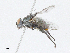 ( - CBG-A02880-C08)  @11 [ ] CreativeCommons - Attribution (2023) CBG Photography Group Centre for Biodiversity Genomics