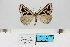  (Pseudomaenas dukei - HSS18001)  @11 [ ] Unspecified (default): All Rights Reserved  Unspecified Unspecified
