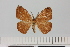  (Epigynopteryx piperata - HSS18090)  @11 [ ] Unspecified (default): All Rights Reserved  Unspecified Unspecified