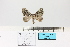  (Entephria petrogenes - HSS18142)  @11 [ ] Unspecified (default): All Rights Reserved  Unspecified Unspecified
