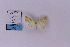  (Epigynopteryx maeviaria - HSS18171)  @11 [ ] Unspecified (default): All Rights Reserved  Unspecified Unspecified