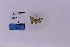  (Chloroclystis muscosa - HSS18221)  @11 [ ] Unspecified (default): All Rights Reserved  Unspecified Unspecified