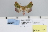  (Axiodes insciata - PMS1561)  @11 [ ] Unspecified (default): All Rights Reserved  Unspecified Unspecified