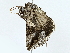  ( - BIOUG80118-A07)  @11 [ ] CreativeCommons - Attribution (2022) CBG Photography Group Centre for Biodiversity Genomics