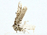  ( - BIOUG97785-C06)  @11 [ ] CreativeCommons - Attribution (2023) CBG Photography Group Centre for Biodiversity Genomics