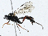  (Exetastes peronatus - CBG-A02863-C10)  @11 [ ] CreativeCommons - Attribution (2023) CBG Photography Group Centre for Biodiversity Genomics