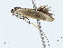  ( - CBG-A02877-E12)  @11 [ ] CreativeCommons - Attribution (2023) CBG Photography Group Centre for Biodiversity Genomics