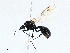  ( - CBG-A00363-G06)  @11 [ ] CreativeCommons - Attribution (2023) CBG Photography Group Centre for Biodiversity Genomics