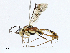  (Cryptopimpla kogelbergensis - CBG-A02864-E04)  @11 [ ] CreativeCommons - Attribution (2023) CBG Photography Group Centre for Biodiversity Genomics