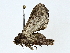  ( - BIOUG80717-A11)  @11 [ ] CreativeCommons - Attribution (2022) CBG Photography Group Centre for Biodiversity Genomics