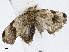  ( - CBG-A01225-B11)  @11 [ ] CreativeCommons - Attribution (2023) CBG Photography Group Centre for Biodiversity Genomics