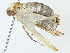  ( - BIOUG91291-A10)  @11 [ ] CreativeCommons - Attribution (2022) CBG Photography Group Centre for Biodiversity Genomics