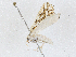  ( - CBG-A04445-C07)  @11 [ ] CreativeCommons - Attribution (2023) CBG Photography Group Centre for Biodiversity Genomics