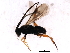  (Microgaster jft26 - 09PROBE-A0249)  @12 [ ] CreativeCommons - Attribution (2010) CBG Photography Group Centre for Biodiversity Genomics