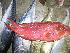  ( - SAIAB 77358-T382)  @13 [ ] Unspecified (default): All Rights Reserved  Unspecified Unspecified