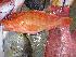  ( - SAIAB 77463-T89)  @12 [ ] Unspecified (default): All Rights Reserved  Unspecified Unspecified