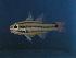  (Ostorhinchus angustatus - SAIAB 78185-T164)  @14 [ ] Unspecified (default): All Rights Reserved  Unspecified Unspecified