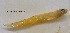  (Ptereleotris heteroptera - GP8-521)  @13 [ ] Unspecified (default): All Rights Reserved  Unspecified Unspecified