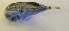  (Lagocephalus gloveri - GP8-680)  @12 [ ] Unspecified (default): All Rights Reserved  Unspecified Unspecified