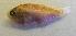  (Pseudanthias cooperi - GP8-682)  @12 [ ] Unspecified (default): All Rights Reserved  Unspecified Unspecified
