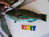  ( - CB10-296)  @12 [ ] CreativeCommons - Attribution Non-Commercial Share-Alike (2011) SAIAB SAIAB