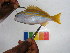  (Lutjanus cf. bengalensis - CB10-314)  @14 [ ] CreativeCommons - Attribution Non-Commercial Share-Alike (2011) SAIAB SAIAB