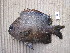  ( - GG13-A030)  @11 [ ] CreativeCommons - Attribution Non-Commercial Share-Alike (2013) SAIAB SAIAB