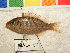  ( - MAL-180)  @11 [ ] CreativeCommons - Attribution Non-Commercial Share-Alike (2012) SAIAB SAIAB