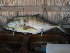  ( - Smith 210.32 #2)  @12 [ ] CreativeCommons - Attribution Non-Commercial Share-Alike (2014) SAIAB SAIAB