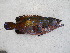  ( - Smith 166.21 #1)  @11 [ ] CreativeCommons - Attribution Non-Commercial Share-Alike (2014) SAIAB SAIAB