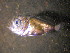  ( - ADC14-067)  @13 [ ] CreativeCommons - Attribution Non-Commercial (2015) Unspecified SAIAB