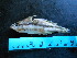  (Serranus knysnaensis - Smith 166.76 #9)  @13 [ ] CreativeCommons - Attribution Non-Commercial Share-Alike (2014) SAIAB SAIAB