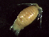  (Excirolana natalensis - ST_EN6)  @11 [ ] CreativeCommons - Attribution Non-Commercial No Derivatives (2016) Prof Sophie von der heyden Stellenbosch University