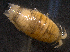  (Excirolana latipes - YZ_EL15)  @11 [ ] CreativeCommons - Attribution Non-Commercial No Derivatives (2016) Prof Sophie von der heyden Stellenbosch University