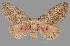  (Syssphinx colloida - UCOL 18545)  @14 [ ] Unspecified (default): All Rights Reserved  Unspecified Unspecified