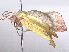  ( - BIOUG95307-H06)  @11 [ ] CreativeCommons - Attribution Non-Commercial Share-Alike (2023) CBG Photography Group Centre for Biodiversity Genomics