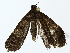  ( - BIOUG73639-D10)  @11 [ ] CreativeCommons - Attribution (2022) CBG Photography Group Centre for Biodiversity Genomics