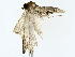  ( - BIOUG73639-D11)  @11 [ ] CreativeCommons - Attribution (2022) CBG Photography Group Centre for Biodiversity Genomics