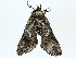  ( - BIOUG80113-D08)  @11 [ ] CreativeCommons - Attribution (2022) CBG Photography Group Centre for Biodiversity Genomics