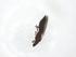  (Pezothrips - BIOUG99805-D01)  @11 [ ] CreativeCommons - Attribution (2023) Centre for Biodiversity Genomics Centre for Biodiversity Genomics