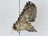  ( - CBG-A01177-D11)  @11 [ ] CreativeCommons - Attribution (2023) CBG Photography Group Centre for Biodiversity Genomics
