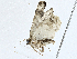  ( - CBG-A01199-A04)  @11 [ ] CreativeCommons - Attribution (2023) CBG Photography Group Centre for Biodiversity Genomics