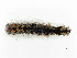  ( - CBG-A02881-G07)  @11 [ ] CreativeCommons - Attribution (2023) CBG Photography Group Centre for Biodiversity Genomics