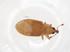  (Derelomus pallidus - CBG-A03041-H01)  @11 [ ] CreativeCommons - Attribution (2023) Centre for Biodiversity Genomics Centre for Biodiversity Genomics