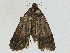  ( - CBG-A04506-H02)  @11 [ ] CreativeCommons - Attribution (2023) CBG Photography Group Centre for Biodiversity Genomics