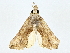  ( - BIOUG80720-G07)  @11 [ ] CreativeCommons - Attribution (2022) CBG Photography Group Centre for Biodiversity Genomics